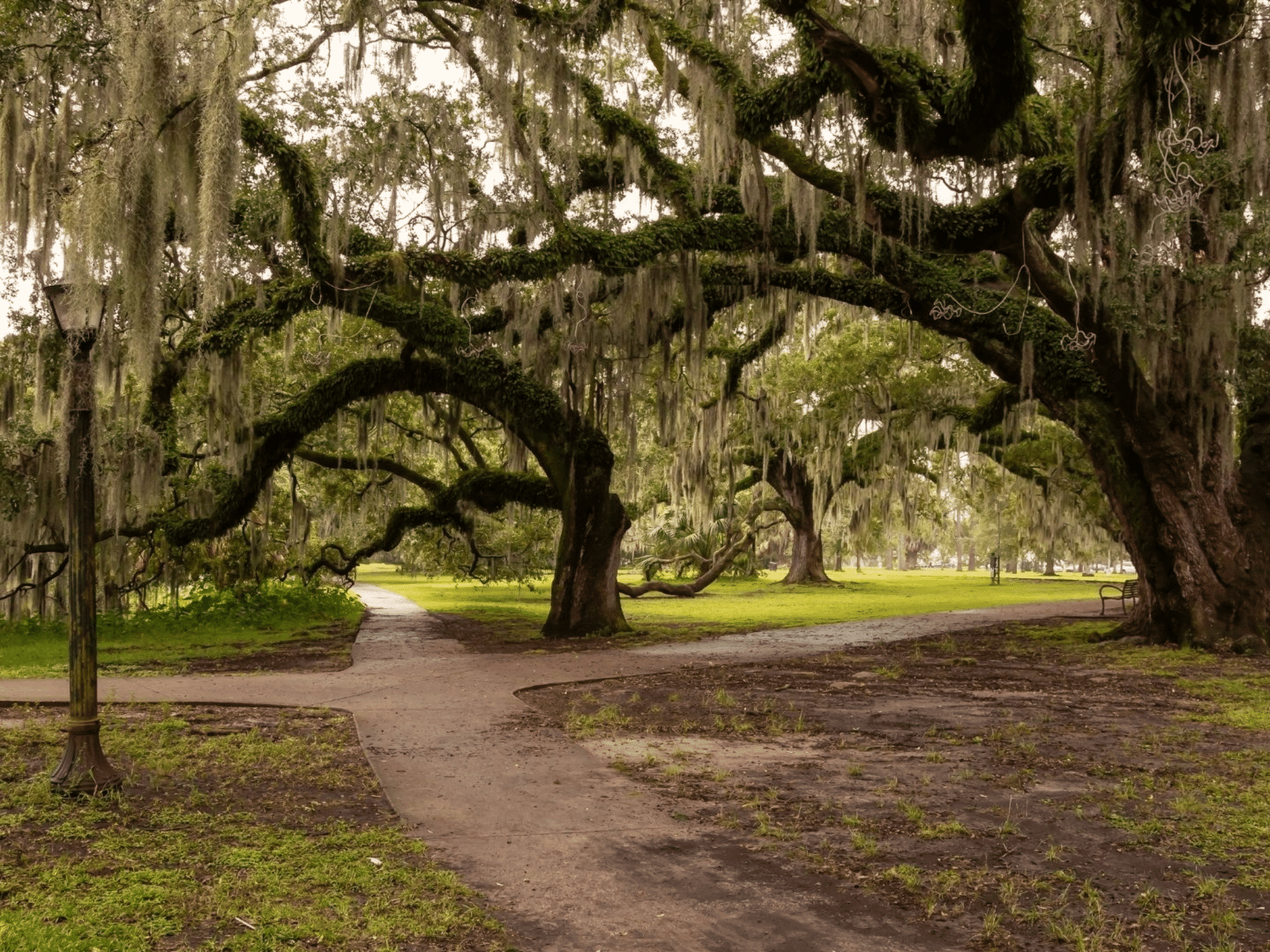 Oak trees in New Orleans City park.