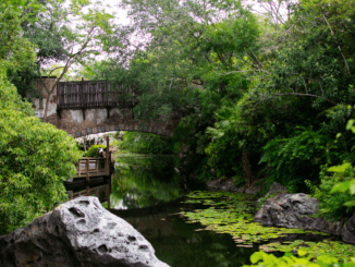 Walkway between Africa and Pandora in Animal Kingdom