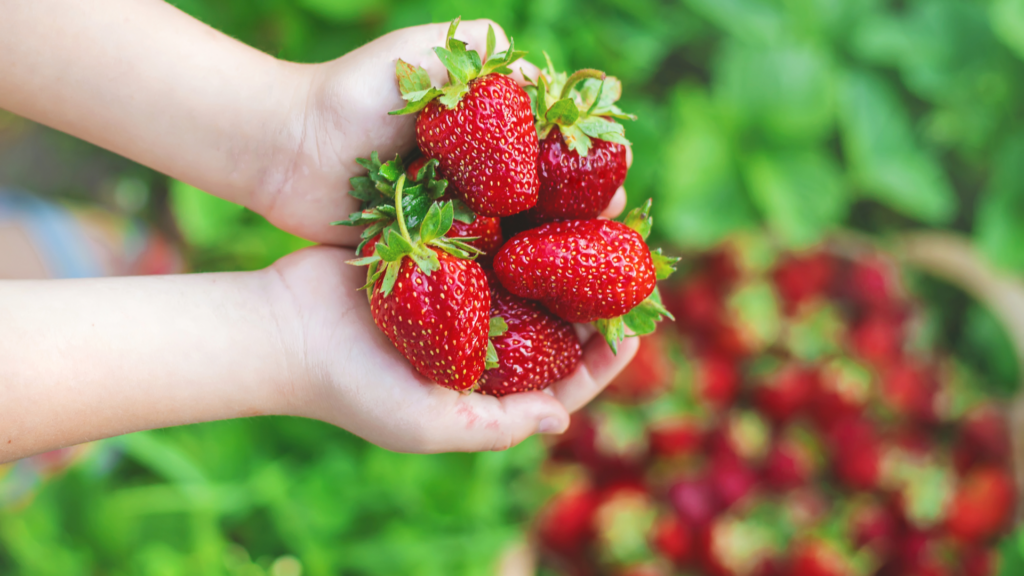 person holding fresh Louisiana strawberries in a strawberry field 