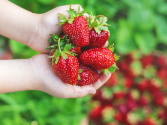 person holding fresh Louisiana strawberries in a strawberry field