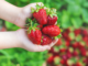 person holding fresh Louisiana strawberries in a strawberry field